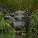 American Alligator