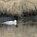 Common Merganser