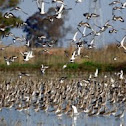Black-tailed Godwit