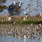 Black-tailed Godwit
