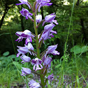 Giant orchid