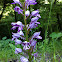 Giant orchid