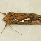 Celery looper moth