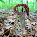 Jack in the Pulpit