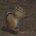 Eastern chipmunk