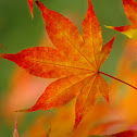 Japanese Maple