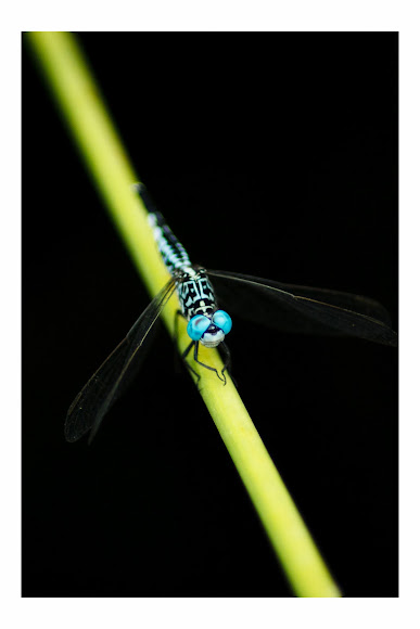 Spotting Image 1