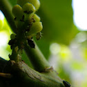 Aphids
