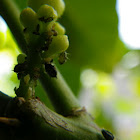 Aphids
