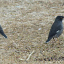 Jungle myna