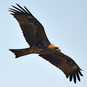 Black Kite