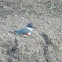 Belted Kingfisher