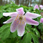 Pink wood anemone