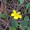 Redwood Violets