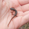 Red Eft