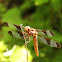 Painted Skimmer