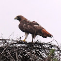 Red-tailed Hawk