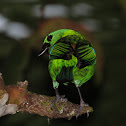 Green-headed Tanager
