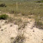 American Beachgrass