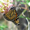 Monarch