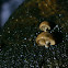 Simocybe haustellaris?