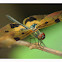 COMMON PICTURE WING