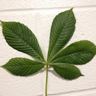 Red Horse-chestnut