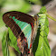 Blue Triangle Butterfly