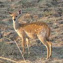 Bushbuck