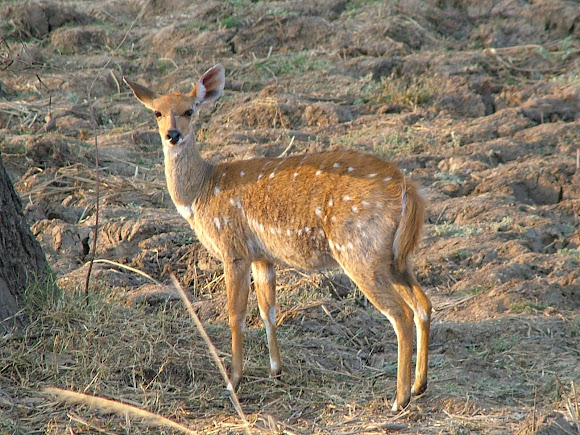 Spotting Image 1