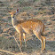 Bushbuck