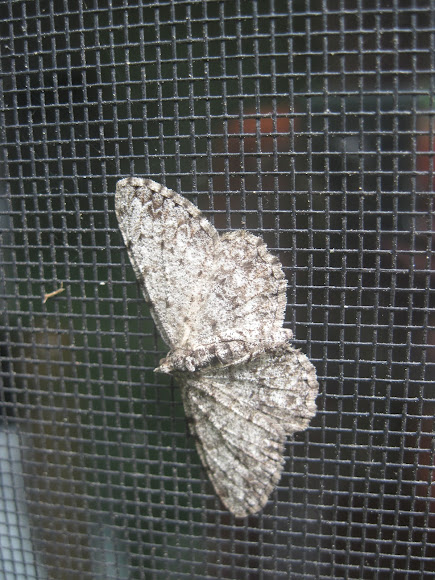 Spotting Image 1