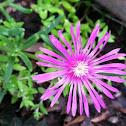 Ice plant