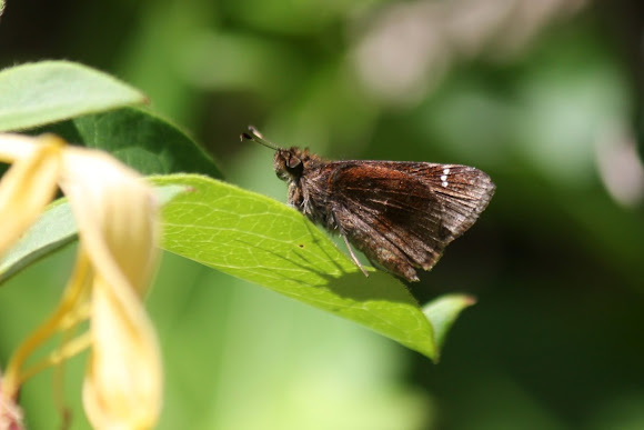 Spotting Image 1