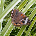 Common Buckeye