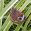 Common Buckeye