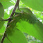 Automeris Moth Caterpillar
