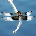 Widow Skimmer Dragonfly (male)