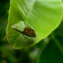 Green shield bug