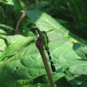 Eastern Pondhawk