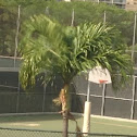 Unnamed spotting