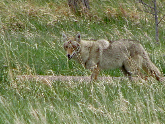 Spotting Image 1