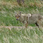 Coyote