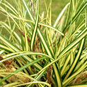 Japanese Sedge