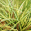 Japanese Sedge