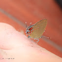 Red Banded Hairstreak