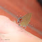 Red Banded Hairstreak