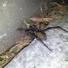 House spider