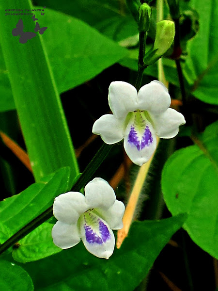 Creeping Foxglove | Project Noah