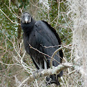 Black Vulture